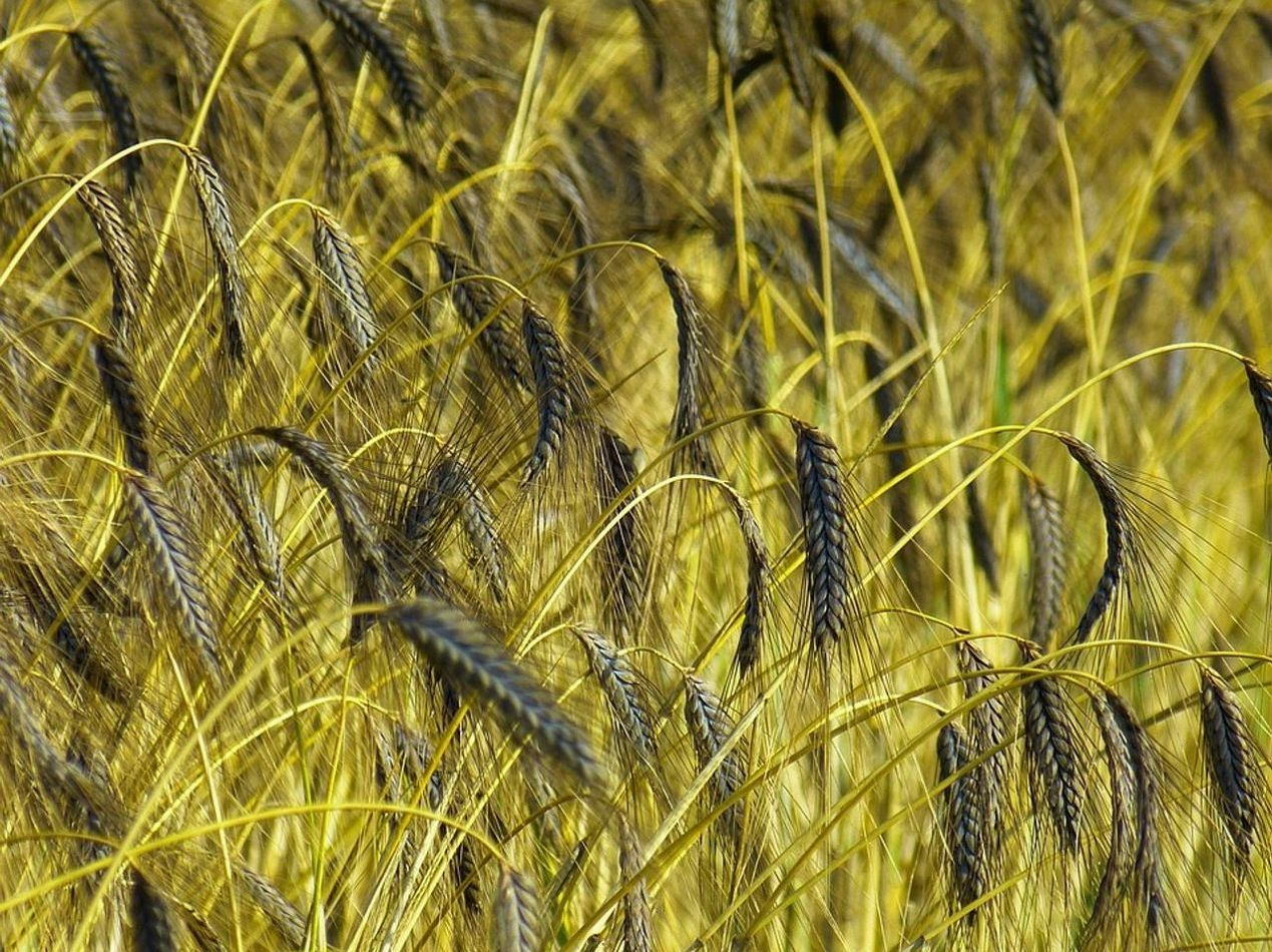 দৈনন্দিন গ্রামীণ পছন্দ
